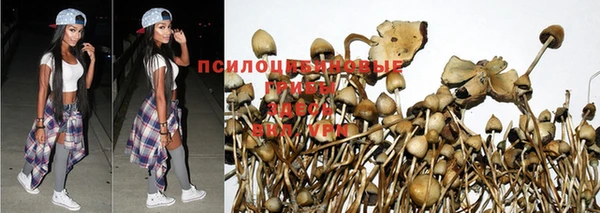 шишки Алзамай